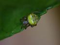 Araneus_albotriangulus_D6363_Z_88_Brisbane_Australie