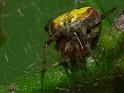 Araneus_albotriangulus_D6483_Z_84_Brisbane_Australie