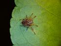 Araneus_arenaceus_D6404_Z_88_Brisbane_Australie