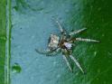 Araneus_arenaceus_D6962_Z_90_Brisbane_Australie