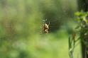 Araneus_diadematus_D3870_Z_88_Kaaihoeve_Belgie