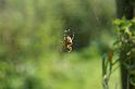 Araneus_diadematus_D3871_Z_88_Kaaihoeve_Belgie