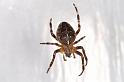 Araneus_diadematus_D4531_Z_85_Badhoevedorp_Nederland