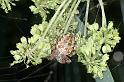 Araneus_diadematus_D4563_Z_89_Utrecht_Nederland