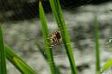 Araneus_diadematus_D4565_Z_85_Utrecht_Nederland