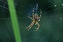 Araneus_diadematus_D4566_Z_88_Utrecht_Nederland