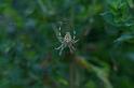 Araneus_diadematus_D4567_Z_88_Utrecht_Nederland