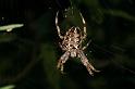 Araneus_diadematus_D5243_Z_90_Maarsenbroek_Nederland