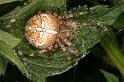 Araneus_diadematus_D5954_Z_88_Royan_Frankrijk