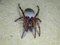 Araneus_dimidiatus_D6268_Z_88_Brisbane_Australie