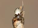 Araneus_eburnus_D6212_Z_88_Brisbane_Australie