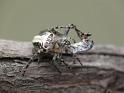 Araneus_eburnus_D6242_Z_86_Brisbane_Australie