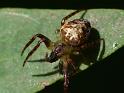 Araneus_eburnus_D6518_Z_78_Brisbane_Australie