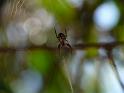 Araneus_eburnus_D6519_Z_78_Brisbane_Australie