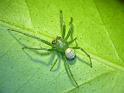 Araneus_praesignis_D6320_Z_90_Brisbane_Australie