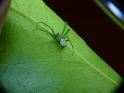 Araneus_praesignis_D6321_Z_88_Brisbane_Australie