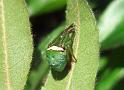 Araneus_psittacinus_D6269_Z_87_Brisbane_Australie