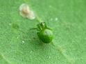 Araneus_psittacinus_D6775_Z_88_Brisbane_Australie