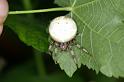 Araneus_quadratus_D3884_Z_88_Kaaihoeve_Belgie