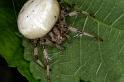 Araneus_quadratus_D3886_Z_85_Kaaihoeve_Belgie