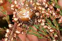 Araneus_quadratus_D5871_Z_90_Badhoevedorp_Nederland