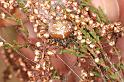 Araneus_quadratus_D5872_Z_89_Badhoevedorp_Nederland