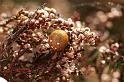 Araneus_quadratus_D5874_Z_88_Badhoevedorp_Nederland