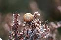 Araneus_quadratus_D5875_Z_88_Badhoevedorp_Nederland