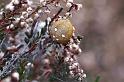 Araneus_quadratus_D5876_Z_88_Badhoevedorp_Nederland