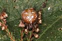 Araneus_quadratus_D5890_Z_90_Badhoevedorp_Nederland