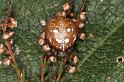 Araneus_quadratus_D5891_Z_88_Badhoevedorp_Nederland