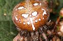 Araneus_quadratus_D5893_Z_89_Badhoevedorp_Nederland