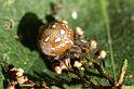 Araneus_quadratus_D5894_Z_88_Badhoevedorp_Nederland