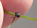 Araneus_rotundulus_D6317_Z_87_Brisbane_Australie