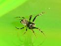 Araneus_rotundulus_D6744_Z_82_Brisbane_Australie