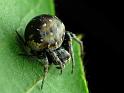 Araneus_rotundulus_D6774_Z_86_Brisbane_Australie