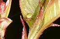 Araniella_cucurbitina_D4726_Z_88_Waterleidingduinen_Nederland