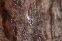 Argiope_ZZ396_D5500_Z_91_Collinsville_Australie