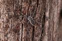 Argiope_ZZ396_D5502_Z_91_Collinsville_Australie