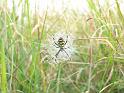 Argiope_aurantia_D3924_Z_89_-_-