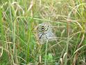 Argiope_aurantia_D3927_Z_88_-_Nederland