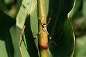 Argiope_keyserlingi_D5378_Z_90_Giru_Australie