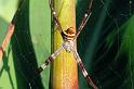 Argiope_keyserlingi_D5379_Z_90_Giru_Australie