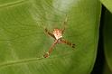 Argiope_keyserlingi_D5389_Z_90_Giru_Australie