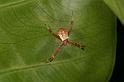 Argiope_keyserlingi_D5390_Z_90_Giru_Australie