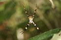 Argiope_keyserlingi_D5479_Z_91_Giru_Australie