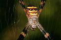 Argiope_keyserlingi_D5481_Z_91_Giru_Australie