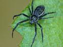 Argiope_ocyaloides_D6272_Z_87_Brisbane_Australie