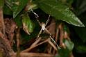 Argiope_picta_D5318_Z_90_Daintree-Cookstown_Australie