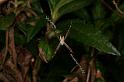 Argiope_picta_D5319_Z_89_Daintree-Cookstown_Australie